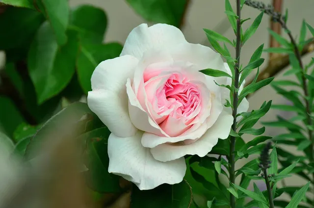 Rose Face Serum