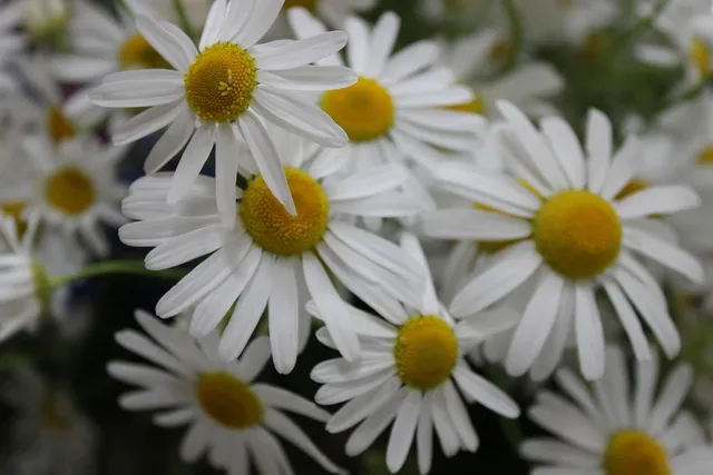 Load image into Gallery viewer, Chamomile Face Serum