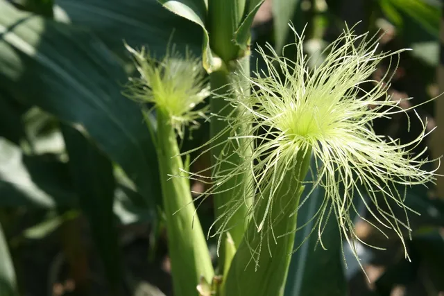 Jumbo Scrap Tassel