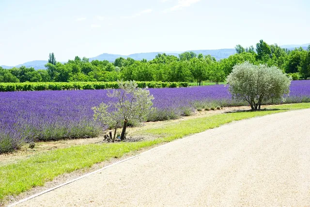 Load image into Gallery viewer, Lavender + Neroli Face Serum