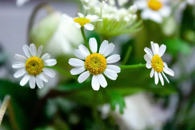 Chamomile Face Serum