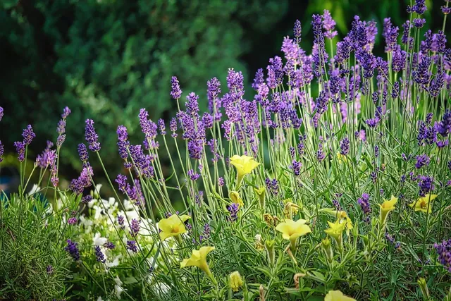 Sustainable Lavender Sachet