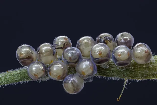 Load image into Gallery viewer, Sustainable Clutch | NO. 9
