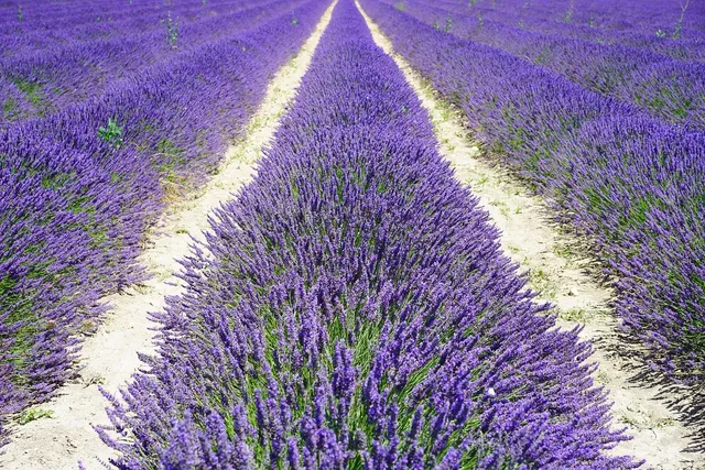 Sustainable Lavender Sachet