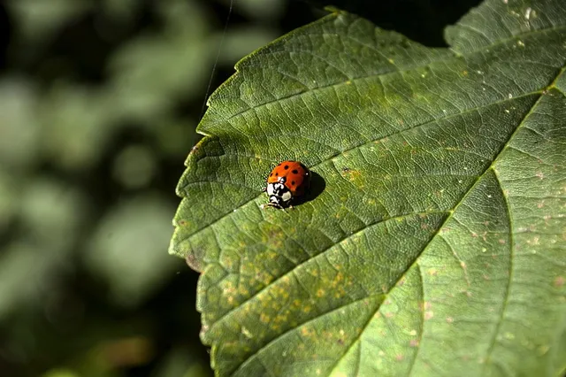 Load image into Gallery viewer, Private Collection | Acrylic on Slate | Lady Bugs
