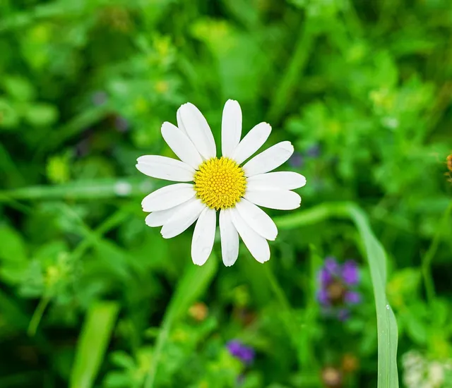 Chamomile Face Serum