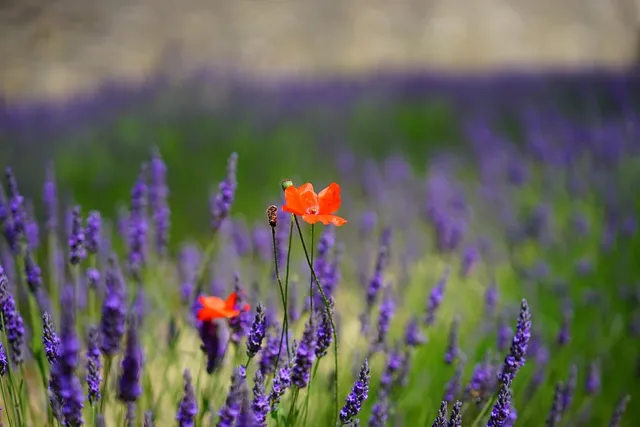 Load image into Gallery viewer, Sustainable Lavender Sachet