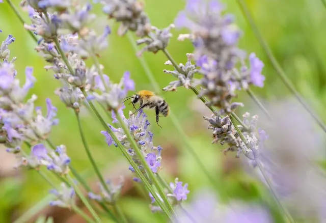 Load image into Gallery viewer, Sustainable Lavender Sachet