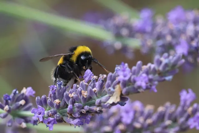 Sustainable Lavender Sachet