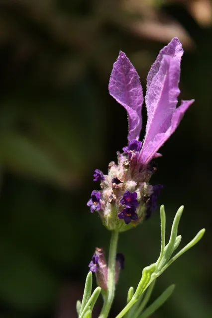 Load image into Gallery viewer, Lavender + Neroli Face Serum