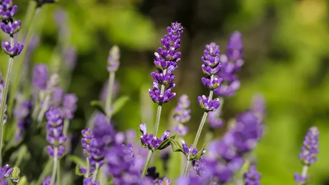 Load image into Gallery viewer, Sustainable Lavender Sachet