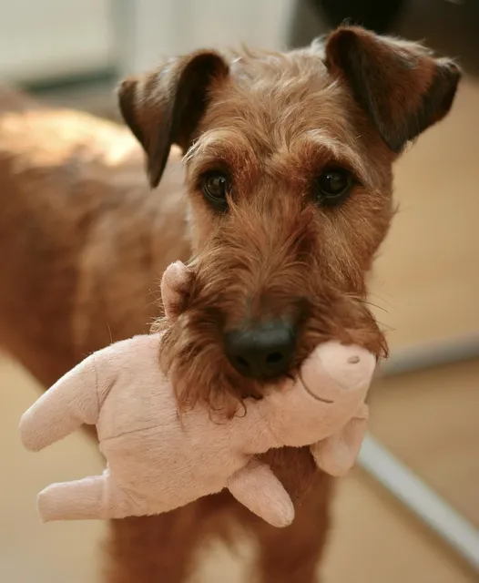 Load image into Gallery viewer, Summer Sausage | Enrichment Toy
