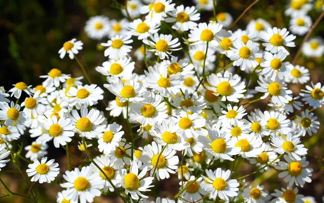 Chamomile Face Serum