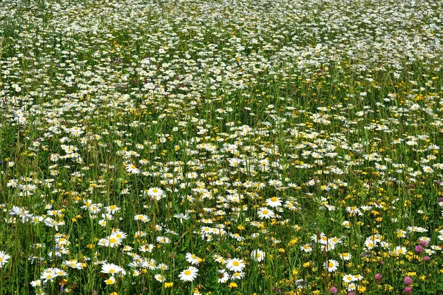 Load image into Gallery viewer, Chamomile Face Serum