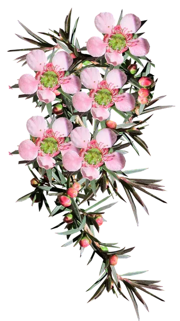 Tea Tree Zest Face Serum